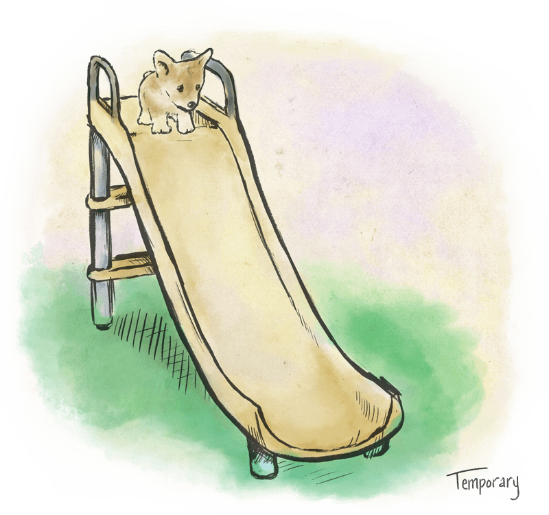 A corgi puppy atop a slippery slide steps with trepidation toward the edge.